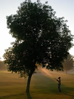 foliar spray